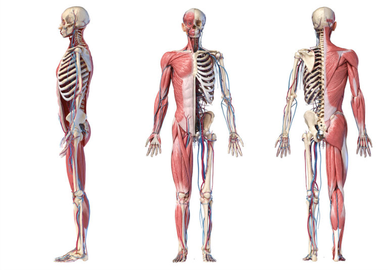 human anatomy of the musculoskeletal system showing muscles, bones, and nerves